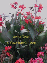 Load image into Gallery viewer, canna &#39;Joker&#39;