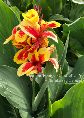 canna 'Konigen Charlotte'