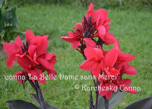 canna 'La Belle Dame sans Merci'