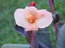 Load image into Gallery viewer, canna &#39;Lady K&#39;