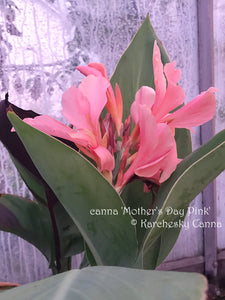 canna 'Mother's Day Pink'
