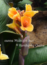 Load image into Gallery viewer, canna &#39;Midnight Sun&#39;