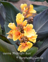 Load image into Gallery viewer, canna &#39;Midnight Sun&#39;
