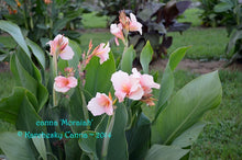 Load image into Gallery viewer, canna &#39;Moraiah&#39;