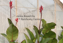 Load image into Gallery viewer, canna &#39;Musafolia&#39;