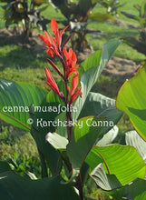 Load image into Gallery viewer, canna &#39;Musafolia&#39;