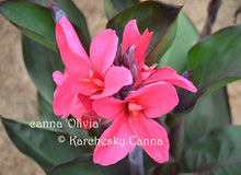 Load image into Gallery viewer, canna &#39;Olivia&#39;