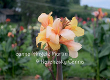 Load image into Gallery viewer, canna &#39;Angele Martin&#39;