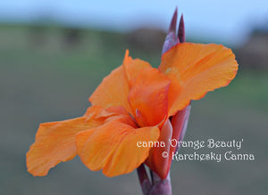 canna 'Orange Beauty'