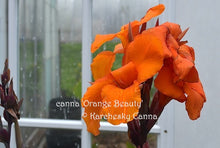Load image into Gallery viewer, canna &#39;Orange Beauty&#39;