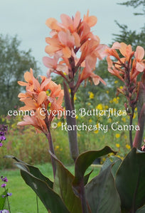 canna 'Evening Butterflies'