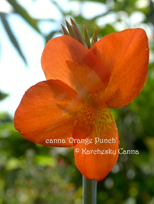 Canna Orange Punch  Orange Punch Canna Lily