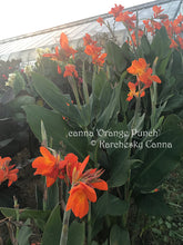Load image into Gallery viewer, canna &#39;Orange Punch&#39;