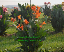 Load image into Gallery viewer, canna &#39;Orange Punch&#39;