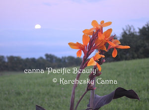 canna 'Pacific Beauty'