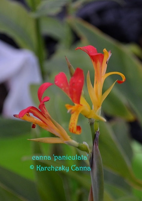 canna 'Paniculata'