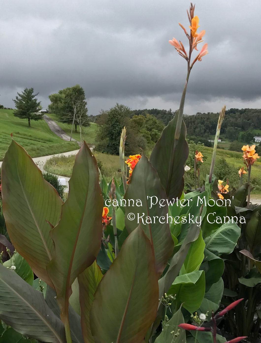 canna 'Pewter Moon’