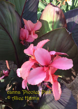 Load image into Gallery viewer, canna &#39;Picotee Pink&#39;