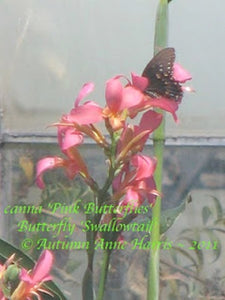 canna 'Pink Butterflies'