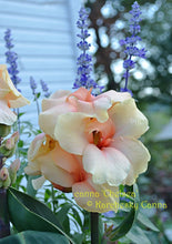 Load image into Gallery viewer, canna &#39;Chelsea&#39;