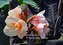 Load image into Gallery viewer, canna &#39;Lady K&#39;