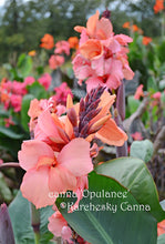 Load image into Gallery viewer, canna &#39;Opulence&#39;