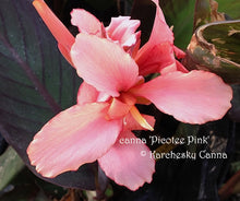 Load image into Gallery viewer, canna &#39;Picotee Pink&#39;