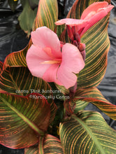 Load image into Gallery viewer, canna &#39;Pink Sunburst&#39;
