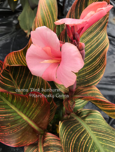 canna 'Pink Sunburst'