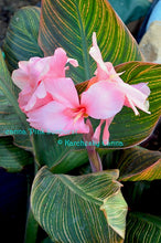 Load image into Gallery viewer, canna &#39;Pink Sunburst&#39;