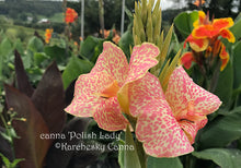 Load image into Gallery viewer, canna &#39;Polish Lady’