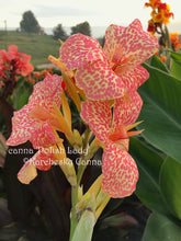 Load image into Gallery viewer, canna &#39;Polish Lady’
