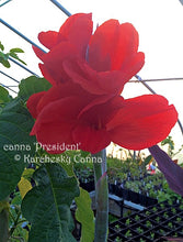 Load image into Gallery viewer, canna &#39;President&#39;