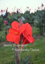 Load image into Gallery viewer, canna &#39;President&#39;