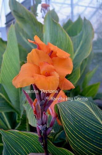 canna 'Pretoria'