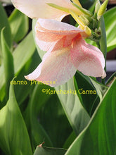 Load image into Gallery viewer, canna &#39;Princess&#39;