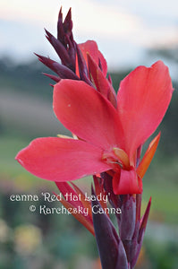 canna 'Red Hat Lady'