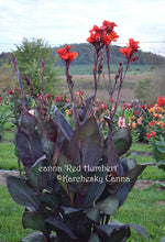 Load image into Gallery viewer, canna &#39;Red Humbert&#39;
