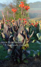 Load image into Gallery viewer, canna &#39;Red Humbert&#39;