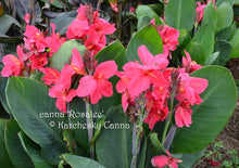 Load image into Gallery viewer, canna &#39;Rosalee&#39;