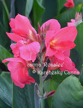 Load image into Gallery viewer, canna &#39;Rosalee&#39;