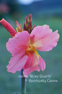 canna 'Rose Quartz'