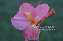 Load image into Gallery viewer, canna &#39;Rose Quartz&#39;