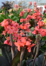 Load image into Gallery viewer, canna &#39;Rosever&#39;
