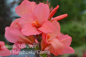 canna 'Rosever'