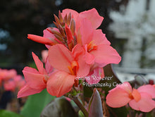 Load image into Gallery viewer, canna &#39;Rosever&#39;