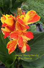 Load image into Gallery viewer, canna &#39;Sassy Sandy&#39;