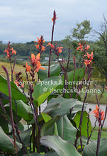 Load image into Gallery viewer, canna &#39;Sparks and Lavender&#39;