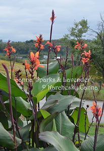 canna 'Sparks and Lavender'