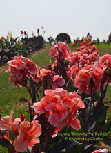 Load image into Gallery viewer, canna &#39;Strawberry Delight&#39;